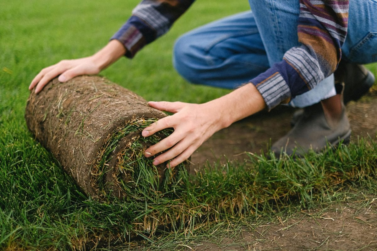 Instant lawn being installed