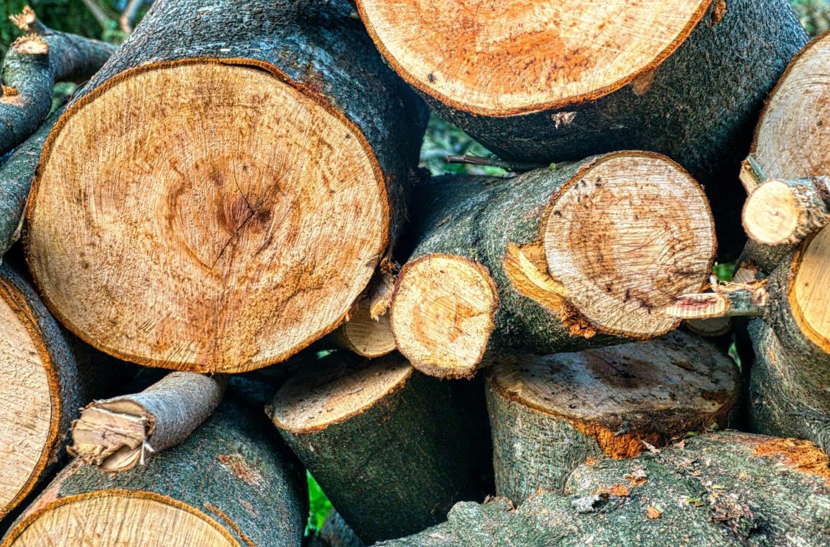 Cut tree logs